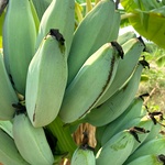 Sambal Peyan Banana, Grey Banana Rare