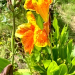 Yellow King Canna Lily Indian Shots, Sun Shine