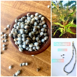 Nerpavalam Natural Jewel, Jobs tears Millet, adlay grains, Vaijeyanti Seed for Beads