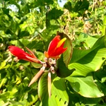 Canna Musifolia Plant, Kalvalai, Dark Red Flower, Indian Shot