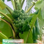 Karpooravalli banana, Honey banana, Fragrant banana from farm