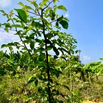 Kiluvai Cutting, Hill Mango, Commiphora caudata, Fence