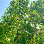 Maraparuthi Seeds (Sadai Paruthi)