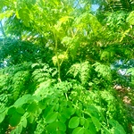 Fresh Murungai Keerai from farm, Moringa Leaves Native Variety, Naadu