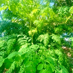 Fresh Murungai Keerai from farm, Moringa Leaves Native Variety, Naadu