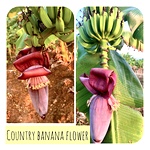 Valaipoo, Country Banana Flower, Peyan Nadu, Sabji Banana Flower