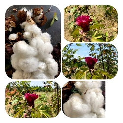 Rare Red Cotton – Chembaruthi Paruthi | Traditional Native Cotton Variety
