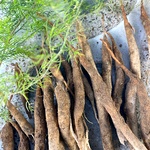 Fresh Shatavari Tubers (Raw Roots) | Thanneer Vittan Kilangu | Asparagus racemosus