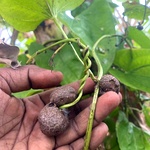 Vetrilai Valli Kilangu, Air Potato, Air Yam, Bitter Yam, Cheeky Yam, Potato Yam, Aerial Yam