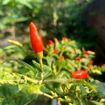 Kanthari Chilly Seeds (Bird's Eye Chilli / Kanthari Mulaku / Kanthari Milagai) - 100% Organic Heirloom Medicinal Chilli Seeds