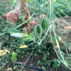 White Wild Musk Mallow Seeds (Abelmoschus ficulneus / Kattu Vendai / Jangli Bhindi) - Rare Heirloom Medicinal & Fiber Plant