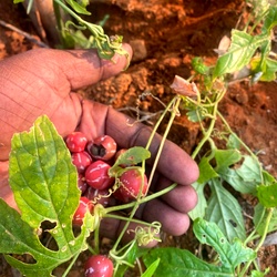 Linga Kovai, Shivlingi, Diplocyclos palmatus Seed, Sacred Herb