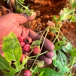 Linga Kovai, Shivlingi, Diplocyclos palmatus Seed, Sacred Herb