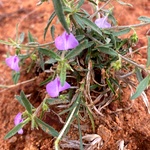 Orithal Thamarai Plant, Spade Flower, Hybanthus Enneaspermus, Ratan Purush, Orilai Thamarai, Ratnapurusha, Live Medicinal Herb