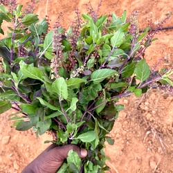 Karunthulasi (Krishna Tulsi/Black Holy Basil)