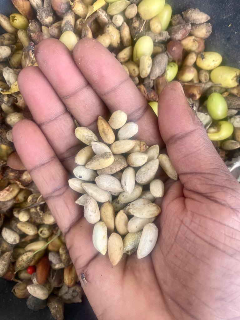Neem Seeds