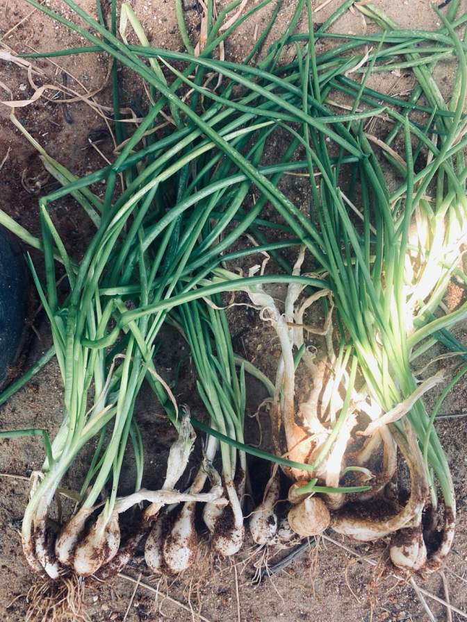 Indian Onion Seeds/ Naatu Vengayam Seed ,  Vengaya Vidhai / Onion Seeds [Raw]