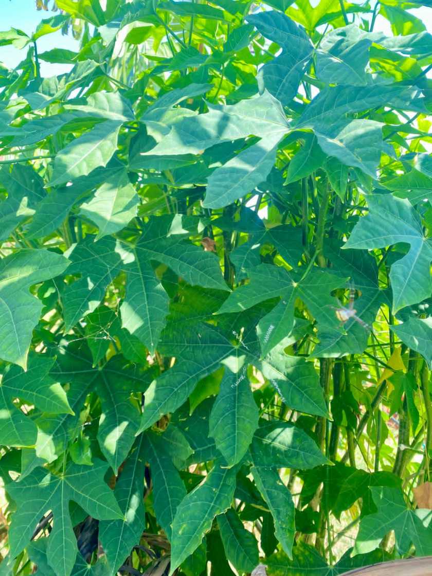 Fresh Mayan Keerai, Mexican spinach, Chaya spinach, Chaya mansa Organic