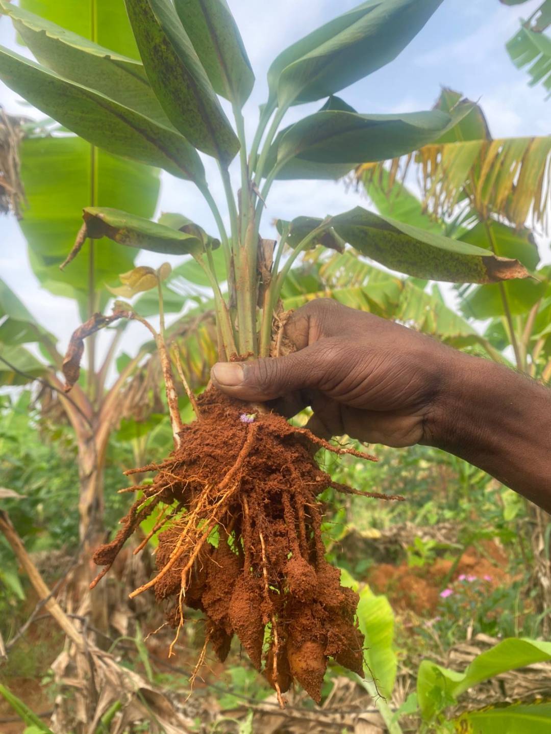 Karumanjal (Black Turmeric) - Rare Medicinal Rhizome