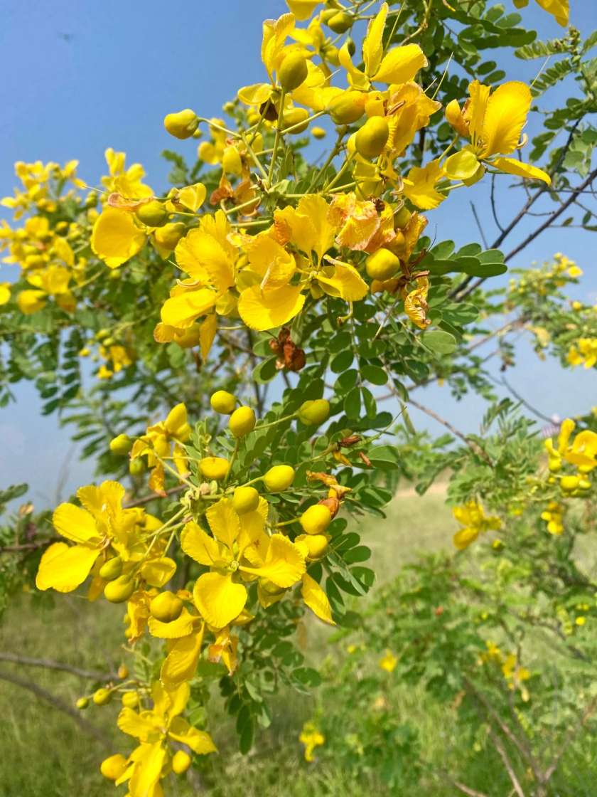 Fresh Avaram Poo from farm