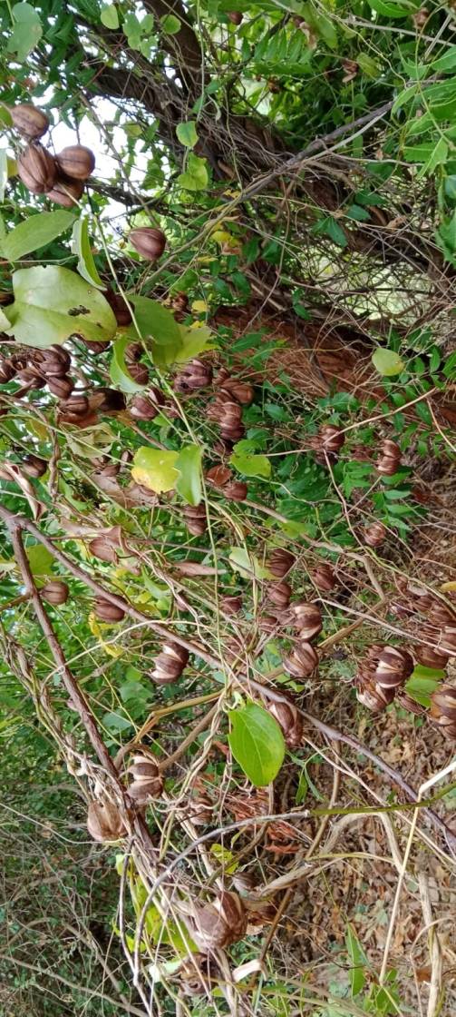 Eswara Mooli Seed, Aristolochia indica or Garudakkodi