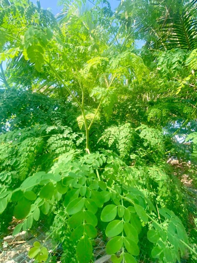 Fresh Murungai Keerai from farm, Moringa Leaves Native Variety, Naadu