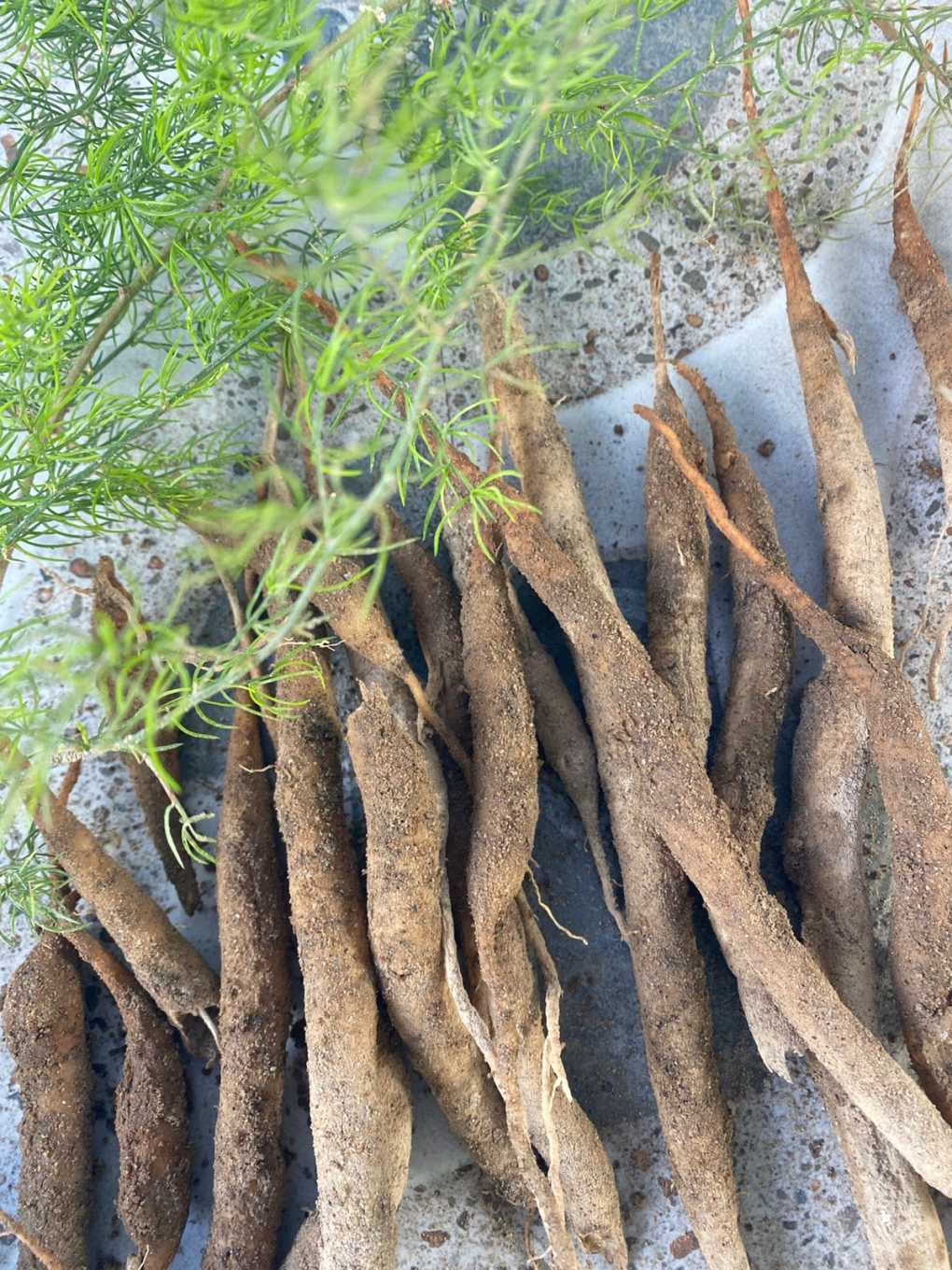 Fresh Shatavari Tubers (Raw Roots) | Thanneer Vittan Kilangu | Asparagus racemosus