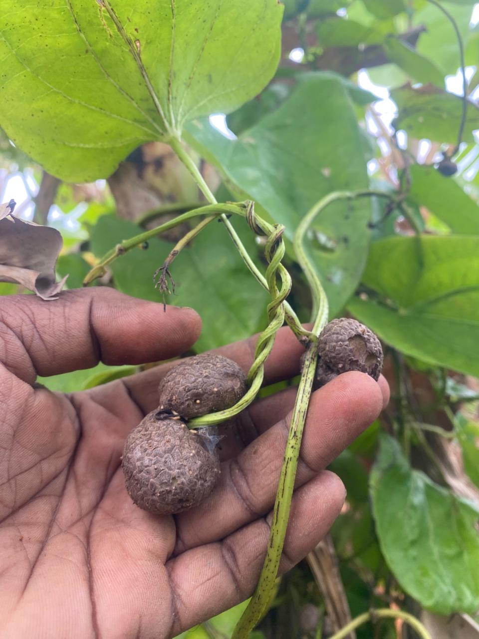 Vetrilai Valli Kilangu, Air Potato, Air Yam, Bitter Yam, Cheeky Yam, Potato Yam, Aerial Yam