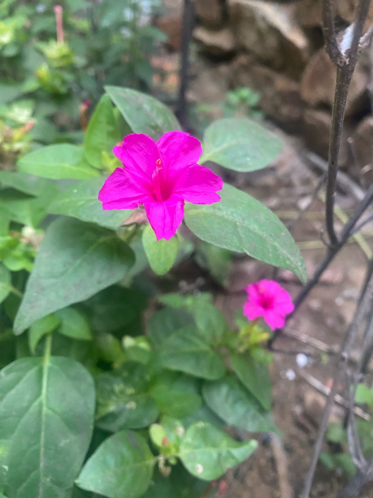 Anthimanthaarai Seeds - Rose Variety (Four O’Clock Plant / Mirabilis jalapa / Chandrakanthi) - Fragrant Night-Blooming Heirloom