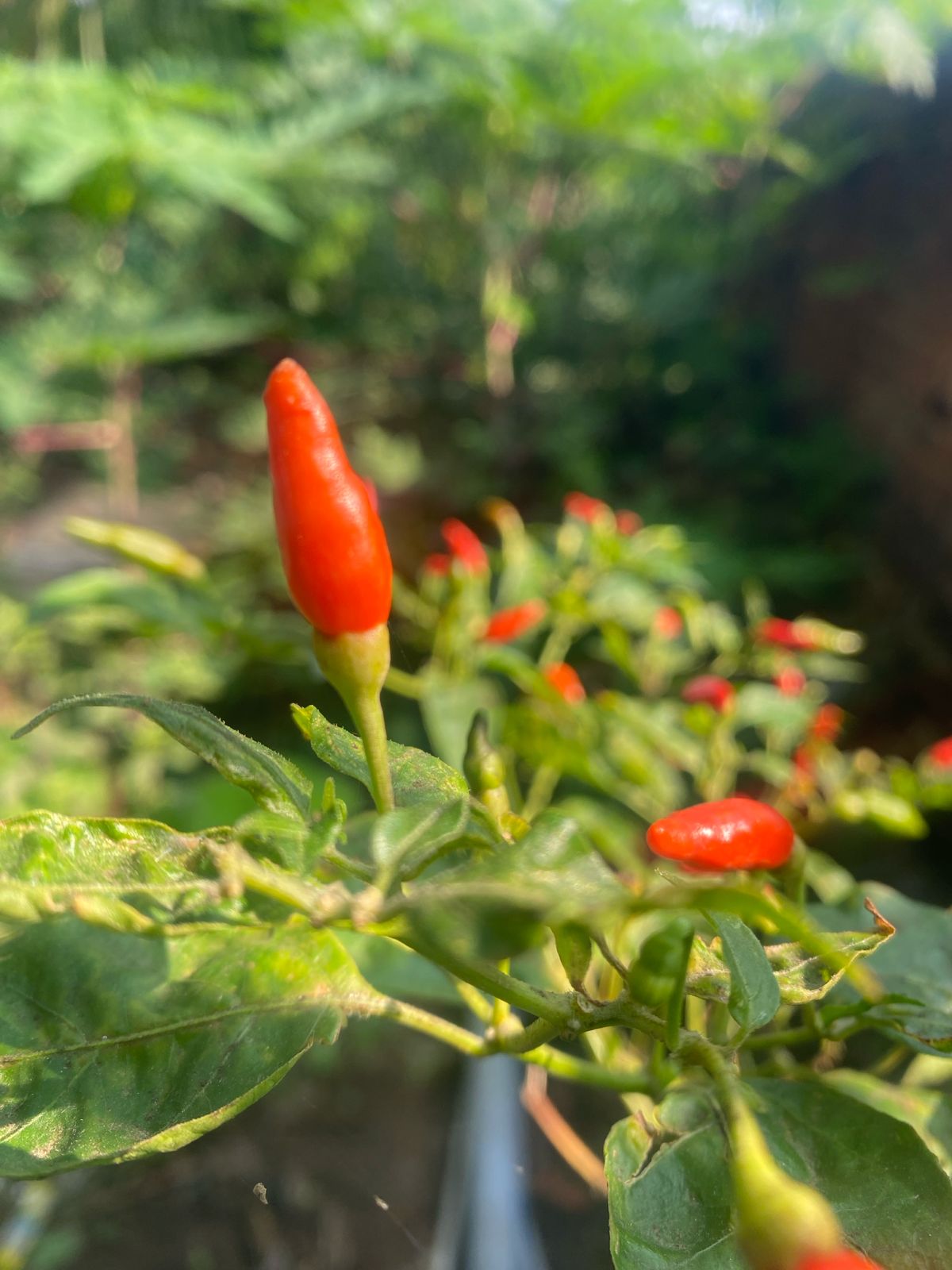 Kanthari Chilly Seeds (Bird's Eye Chilli / Kanthari Mulaku / Kanthari Milagai) - 100% Organic Heirloom Medicinal Chilli Seeds