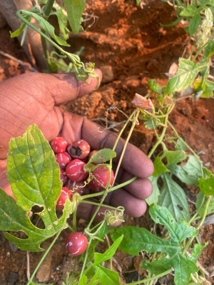 Linga Kovai, Shivlingi, Diplocyclos palmatus Seed, Sacred Herb