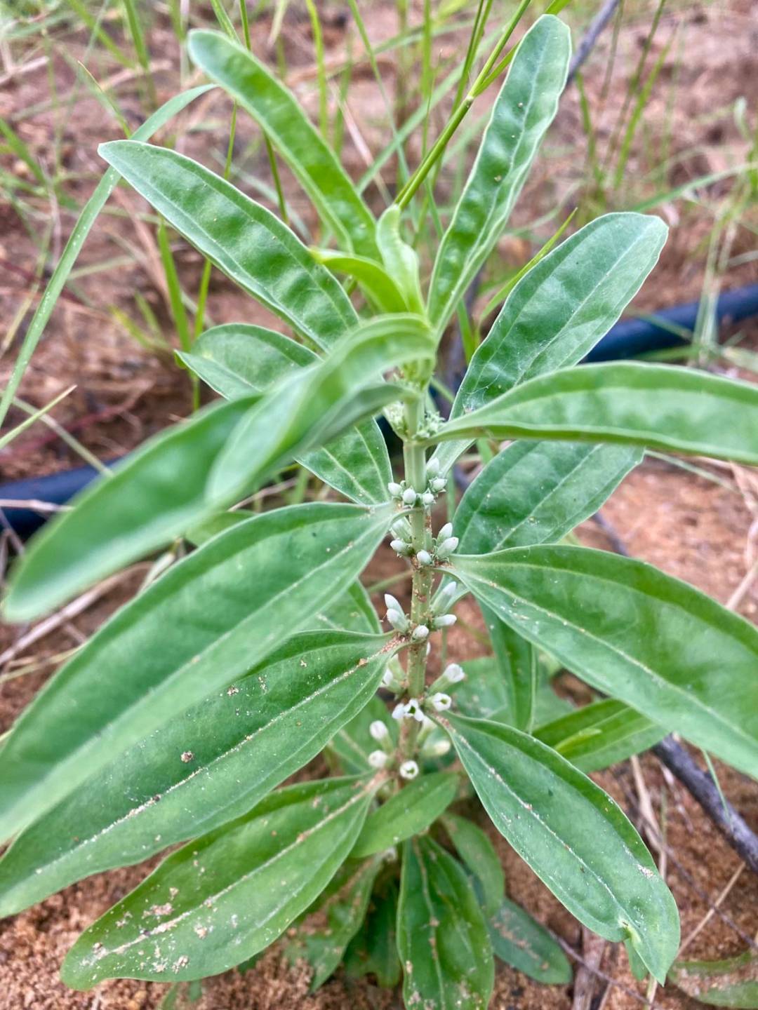 Vellarugu, Arukumuli, Chakkiraviraiyantan, Indian Whitehead, Swallow Wort Plant